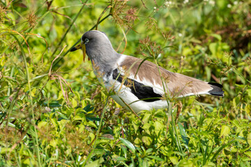 Vanneau à tête blanche,.Vanellus albiceps, White crowned Lapwing, Afrique du Sud