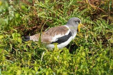Vanneau à tête blanche,.Vanellus albiceps, White crowned Lapwing, Afrique du Sud