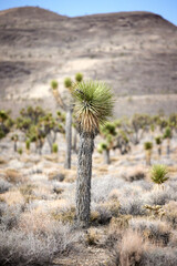 joshua tree in mojave desert