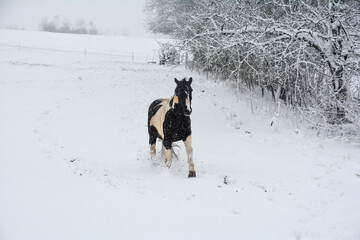 A horse stands in the pasture when it snows