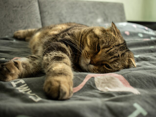 A sleepy British shorthair cat is lying on the sofa with her eyes slightly open, her paws in front of her ears pressed.