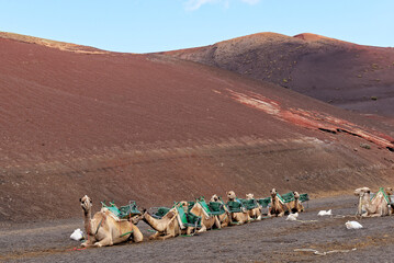 Riding camels in National Park of Timanfaya - Lanzarote Spain