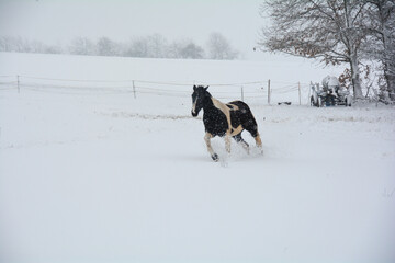 A horse runs in a pasture during snowfall