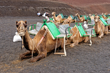 Closeup of camel - National Park of Timanfaya - Lanzarote Spain