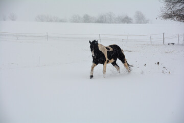 Fototapeta na wymiar A horse runs in a pasture during snowfall