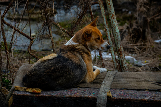 A Dog Lies In A Mountain Of Garbage After Flooding Devastation A Pet After A Flood A Natural Disaster