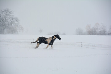 A horse runs in a pasture during snowfall