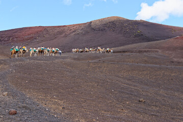 Fototapeta na wymiar Riding camels in National Park of Timanfaya - Lanzarote Spain