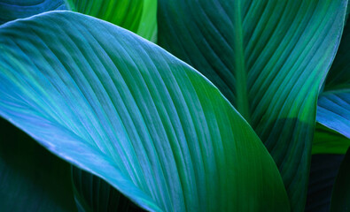 top view exotic fresh green leave texture tropical plant of spathiphyllum cannifolium in soft blue light dark background.idea for leaf botanical wallpaper desktop,foliage backdrop  cover design.