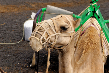 Closeup of camel - National Park of Timanfaya - Lanzarote Spain