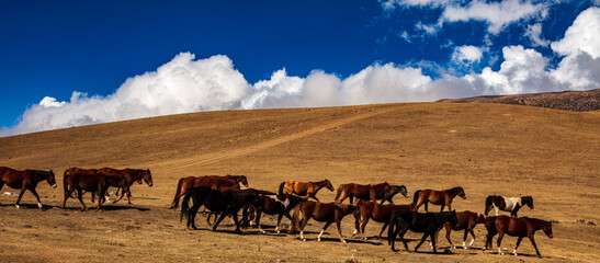 horses in the mountains