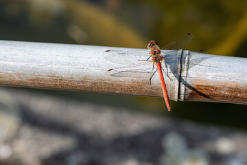Blutrote Heidelibelle