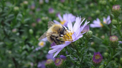 Small bumble bee, moss carder bee (Bombus muscorum), feeding on a purple daisy