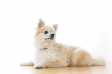 リラックスする犬