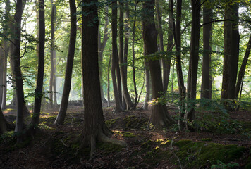 Sunlight in a forest on a sonny morning.
