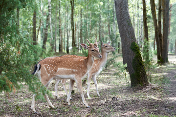 Naklejka na ściany i meble Two European fallow deer (Dama dama) in the forest. Wild deers stands among the trees