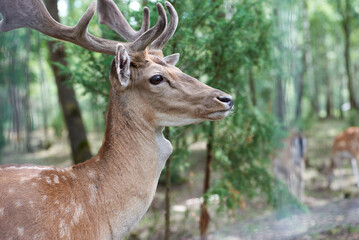 European fallow deer (Dama dama) with big horns in the forest. Wild deer stands among the trees