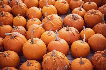 a lot of pumpkin at outdoor farmers market.