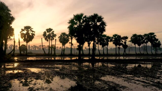 Palms silhouette on twilight sky in An Giang, Viet Nam