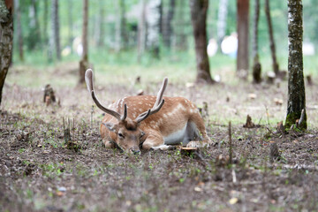 European fallow deer (Dama dama) with big horns in the forest. Wild deer lies among the trees