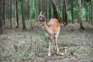 Naklejka na ściany i meble European fallow deer (Dama dama) in the forest. Wild deer stands among the trees