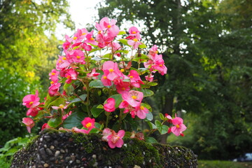 Pink red wax begonia or Begonia semperflorens. Begonia x semperflorens-cultorum. Bedding plant in landscaping. Massing in beds, borders, and as an edger. Use in containers and window boxes