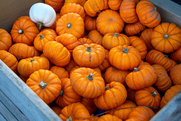 Group of small orange pumpkins