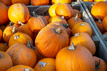 Large pumpkins in wooden boxes.