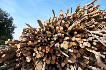 Wood logs for firewood