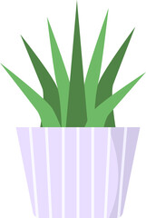 succulent aloe vera plant in a cute pot