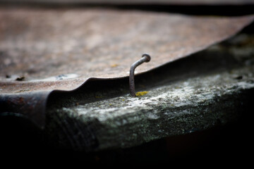 An old bent and rusty nail sticks out of a rotten board