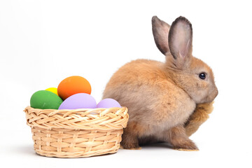 A cute little brown rabbit is on a white background. Concept of small mammals. Easter