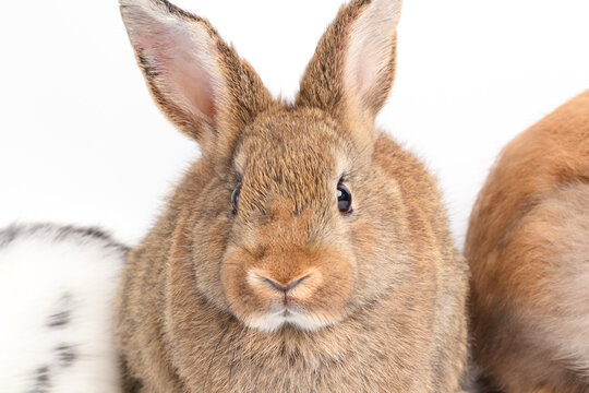 A cute little brown rabbit is on a white background. Concept of small mammals. Easter