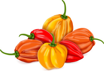 Group of red, orange, and yellow habanero chili peppers. Capsicum chinense. Heat chili pepper. Fresh organic vegetables. Vector illustration isolated on white background.
