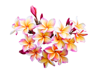 frangipani flower isolate and save as to PNG file