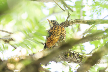 Juvenille American Robin on a nest in tree