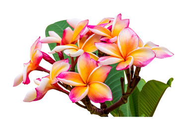 frangipani plumeria flower isolate and save as to PNG file
