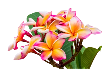 Poster frangipani plumeria flower isolate and save as to PNG file © taitai6769