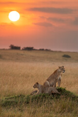 lions at sunrise