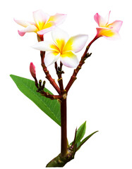 tree with flower isolate and save as to PNG file