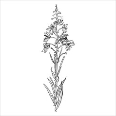 Linear vector black and white doodle botanical drawing of a wildflower of Ivan tea