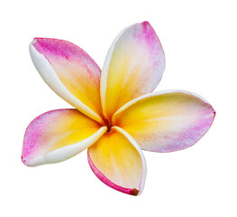 frangipani flower isolate and save as to PNG file - 536349541