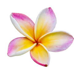 Deurstickers frangipani flower isolate and save as to PNG file © taitai6769