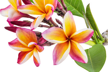 frangipani flower isolate and save as to PNG file - 536349548