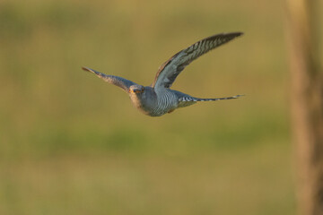 Common cuckoo (Cuculus canorus)