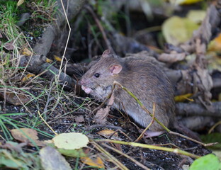 A wild rat is sitting in the rare grass
