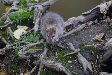 A wild rat sits near the water on the roots of a tree