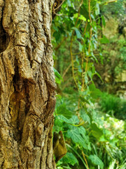 Fototapeta premium Thick tree trunk closeup. Tree in Greece