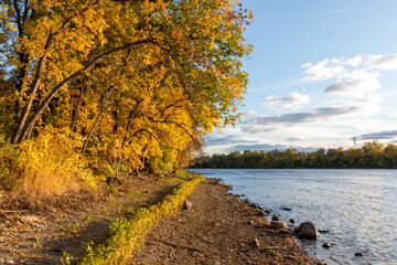 Fall colors on the Mississippi River near Minneapolis showing climate change effects of lower river...