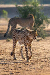 Fototapeta na wymiar Cheetahs walk the open savannah in Africa in the golden hour sunlight